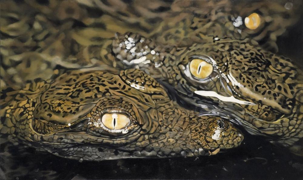 Alligators