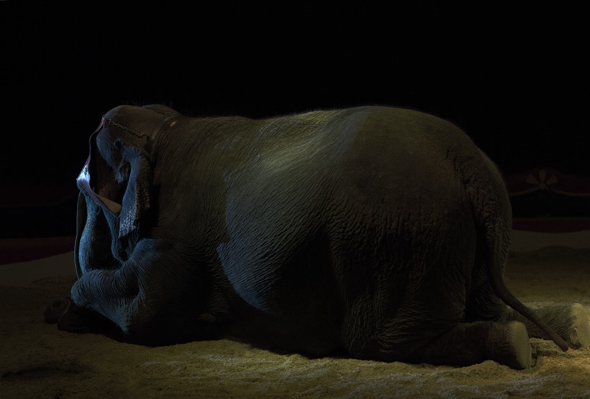 Polite Elephant